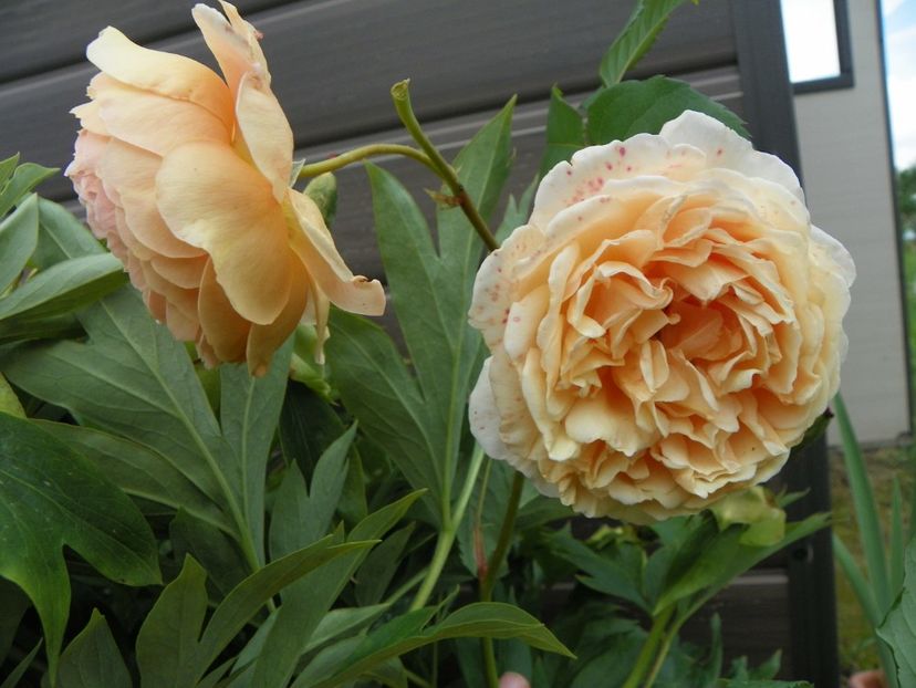 Crown Princess Margaret - Trandafiri 2019 3