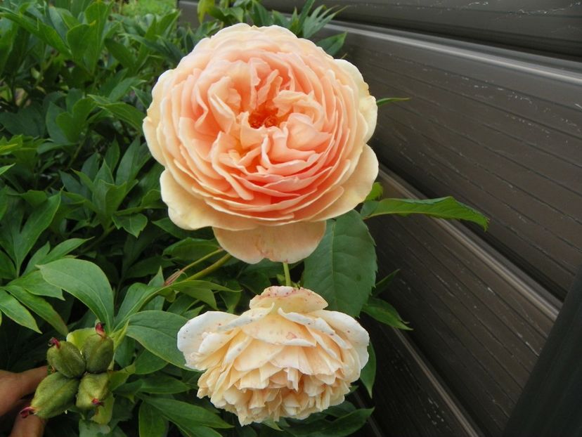 Crown Princess Margaret - Trandafiri 2019 3