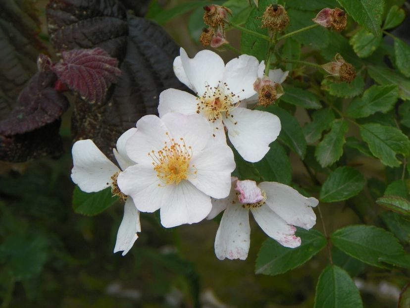Silver River - Trandafiri 2019 3