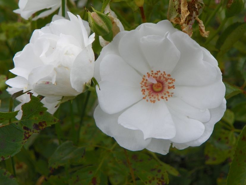 Dominique Loiseau - Trandafiri 2019 3