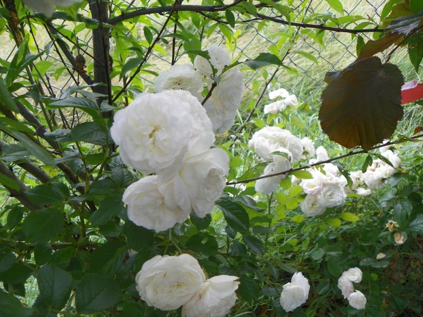 Bouquet Parfait - Trandafiri 2019 3