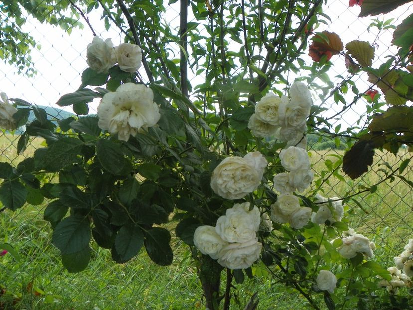 Bouquet Parfait - Trandafiri 2019 3