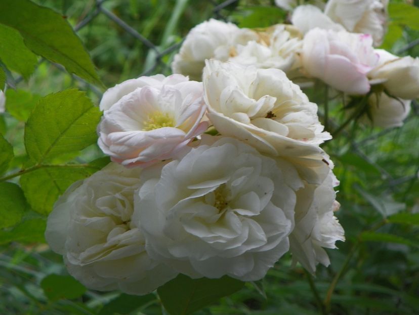 Bouquet Parfait - Trandafiri 2019 3