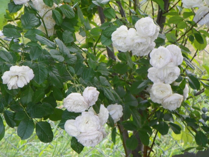 Bouquet Parfait - Trandafiri 2019 3