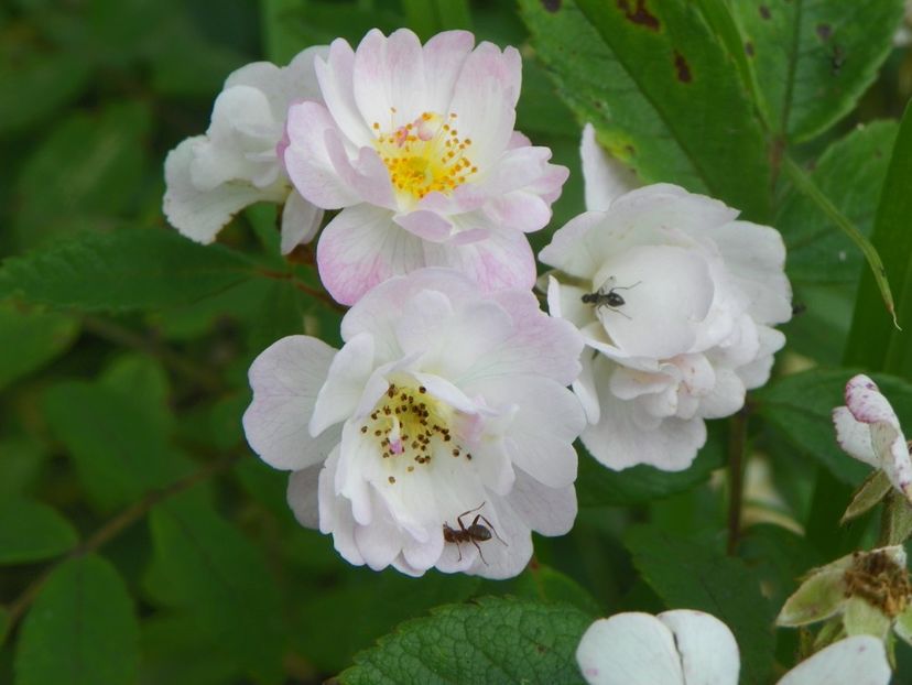 Guirlande Rose - Trandafiri 2019 3