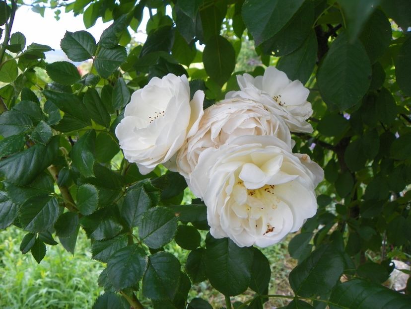 Uetersener Klosterrose - Trandafiri 2019 3