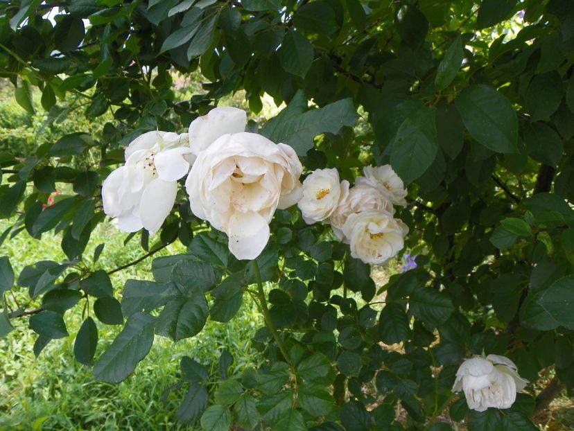 Uetersener Klosterrose - Trandafiri 2019 3