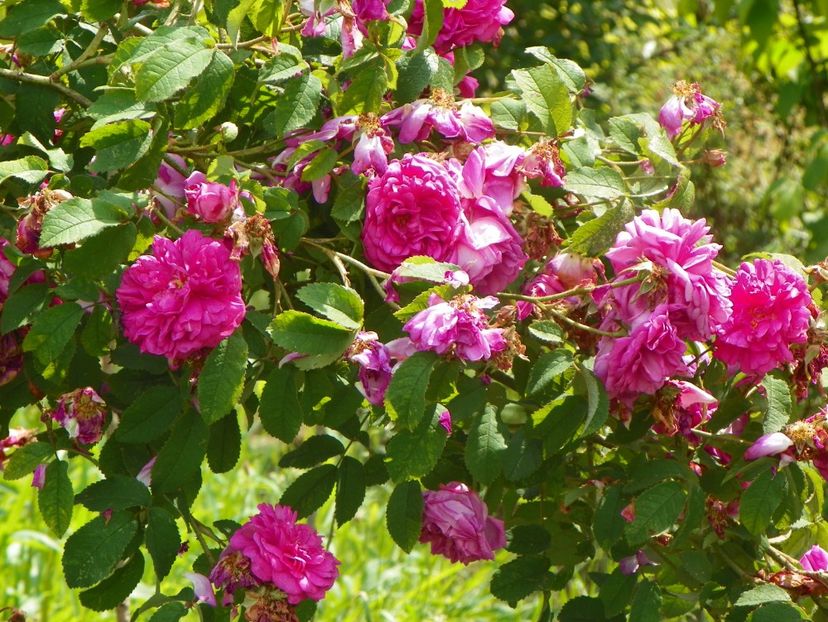 Conditorum - Trandafiri 2019 3