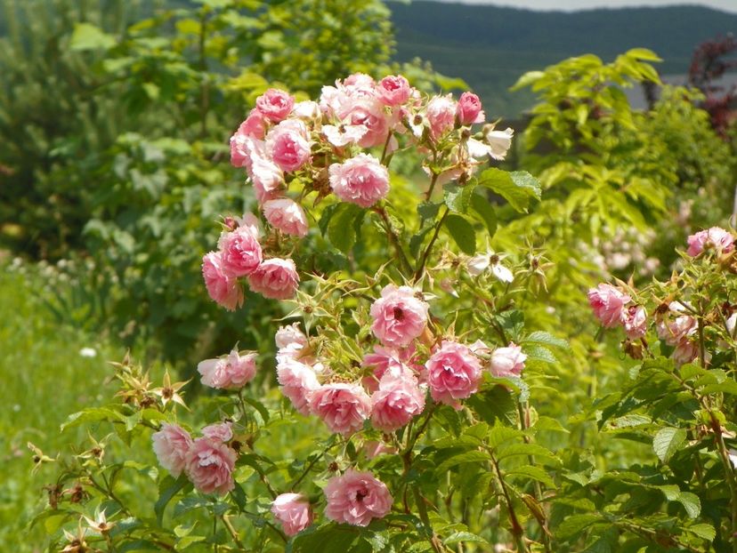 Pink Grootendorst - Trandafiri 2019 3