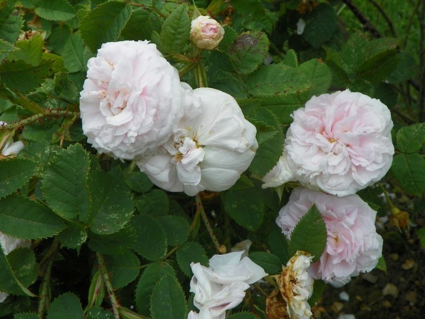 Felicite Parmentier - Trandafiri 2019 3