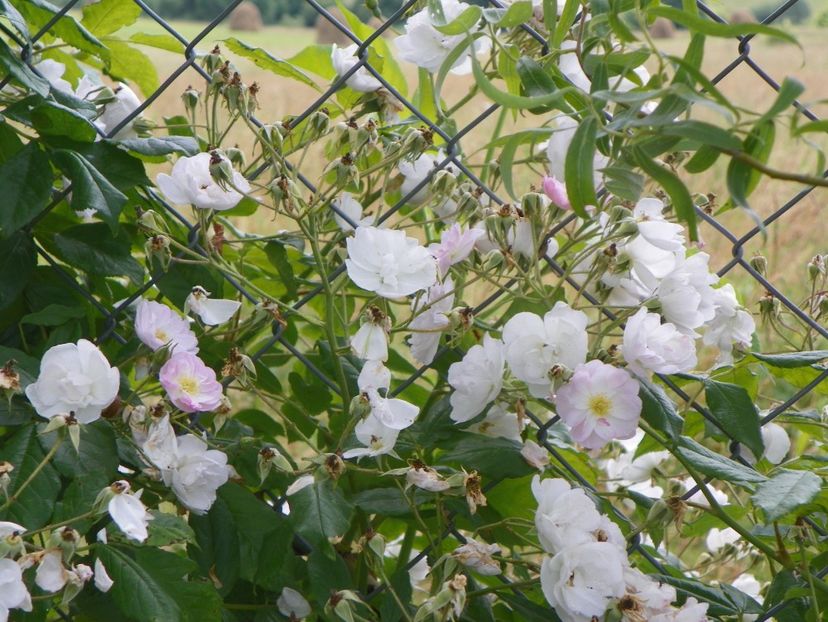 Dentelle de Malines - Trandafiri 2019 3