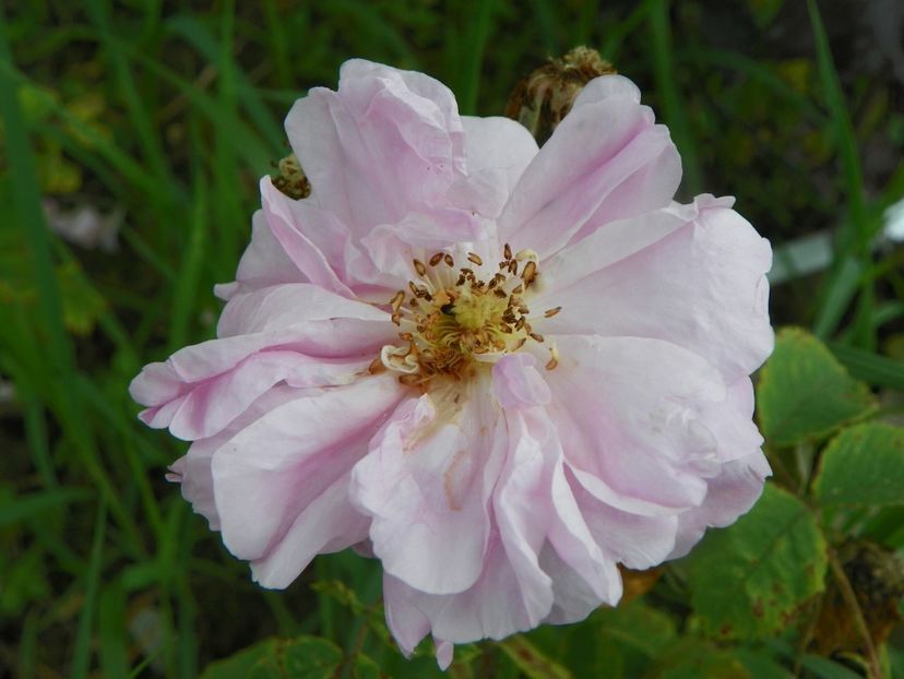 rosa damascena - Trandafiri 2019 3