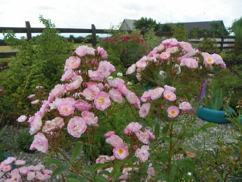 Heavenly Pink - Trandafiri 2019 3