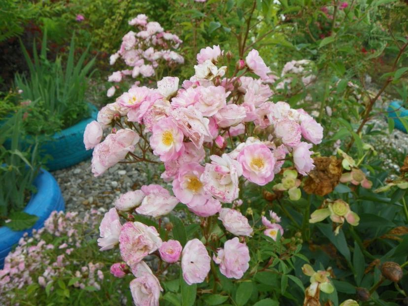 Heavenly Pink - Trandafiri 2019 3