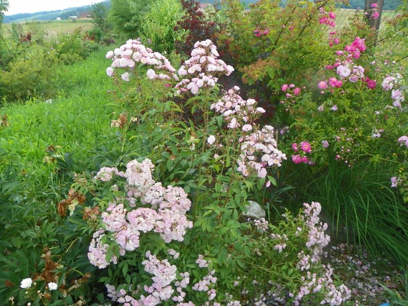 Heavenly Pink - Trandafiri 2019 3