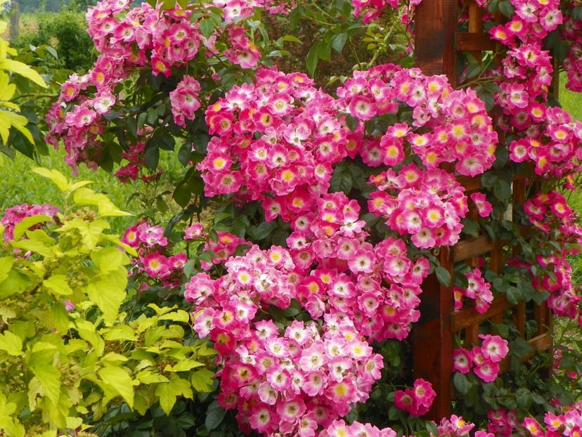 American Pillar - Trandafiri 2019 3