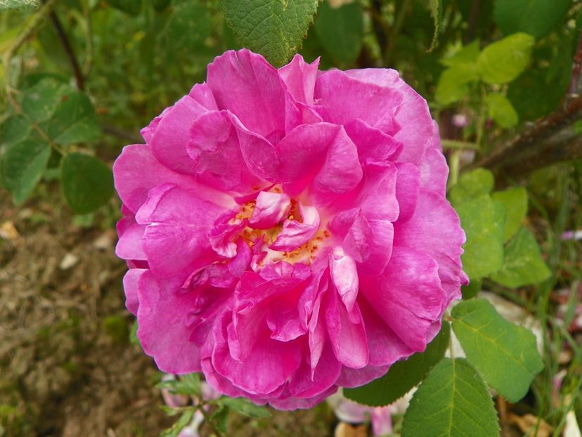 Katy Road Pink - Trandafiri 2019 3