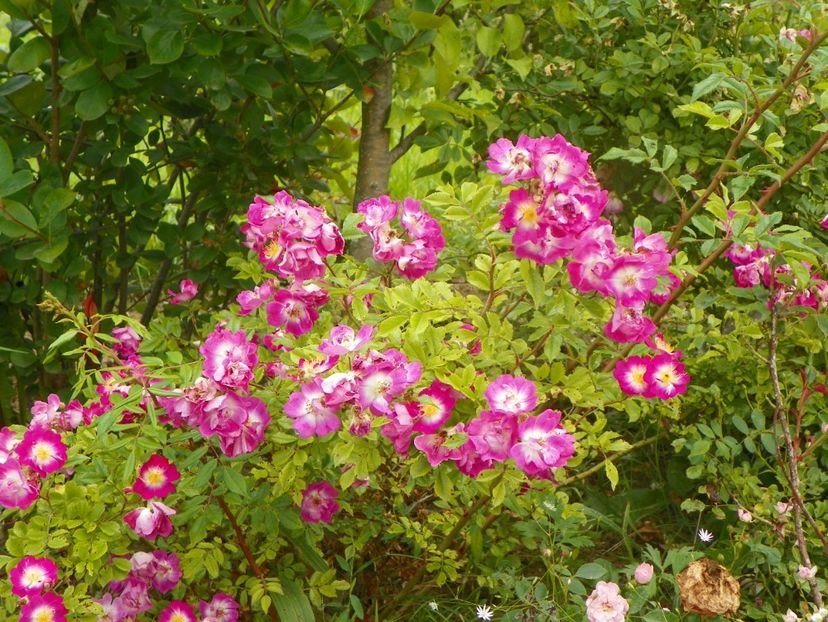 Hermann Schmidt - Trandafiri 2019 3