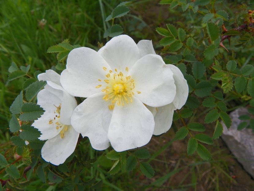 spinosissima Repens - Trandafiri 2019 3