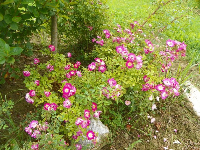 Hermann Schmidt - Trandafiri 2019 3