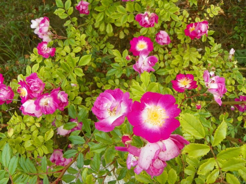 Hermann Schmidt - Trandafiri 2019 3