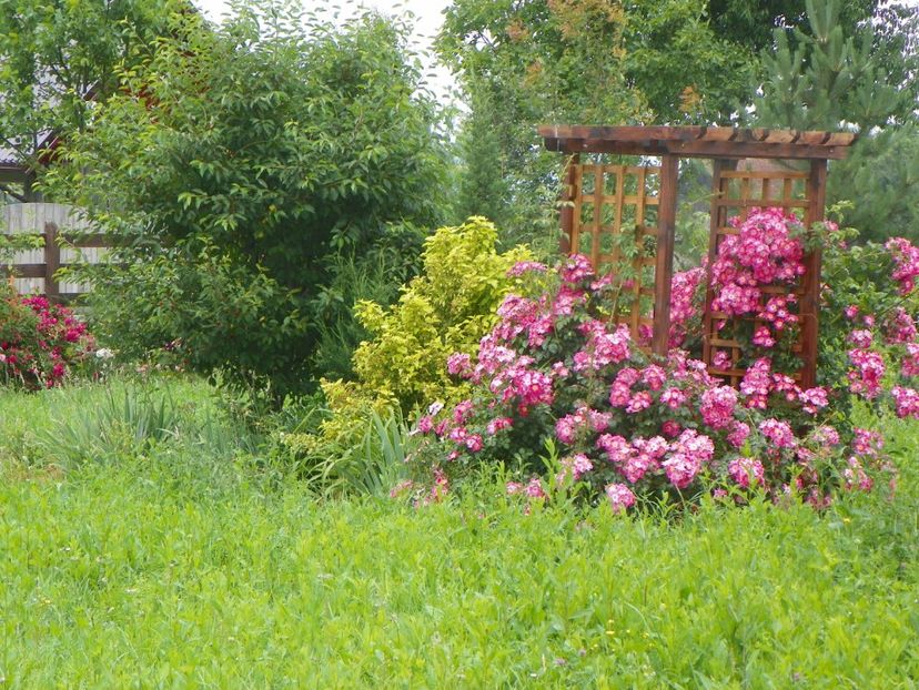 American Pillar - Trandafiri 2019 3