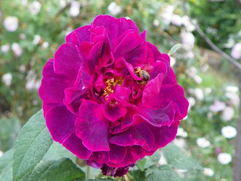 Sissinghurst Castle - Trandafiri 2019 3