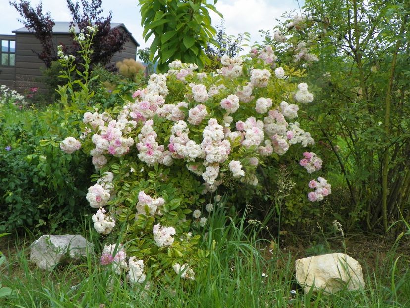 Pink Ghislaine de Feligonde - Trandafiri 2019 3