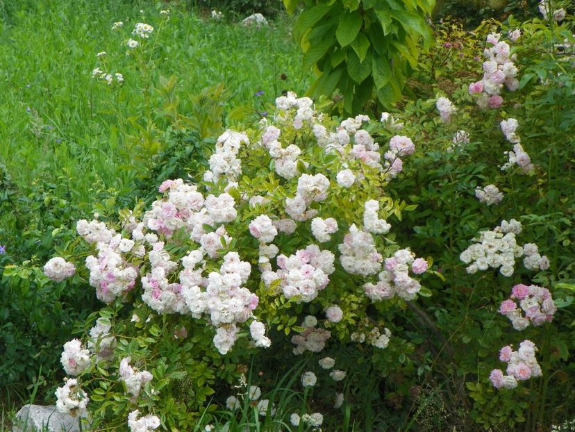 Pink Ghislaine de Feligonde - Trandafiri 2019 3