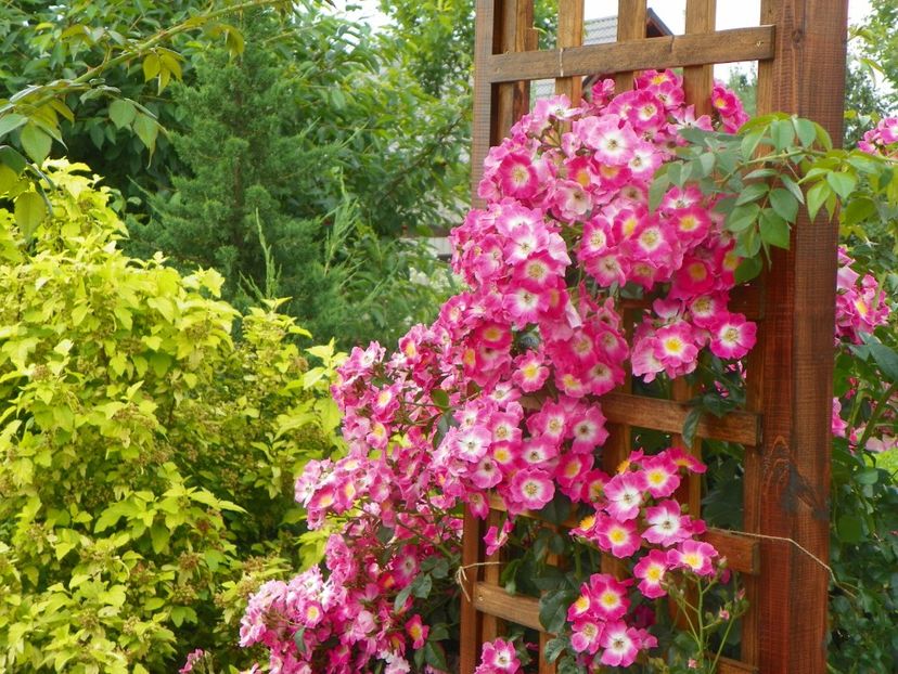 American Pillar - Trandafiri 2019 3