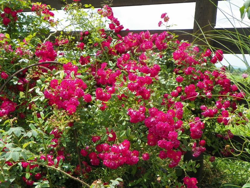 Super Excelsa - Trandafiri 2019 3