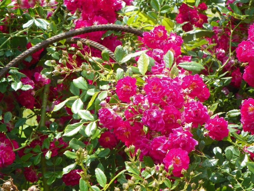 Super Excelsa - Trandafiri 2019 3
