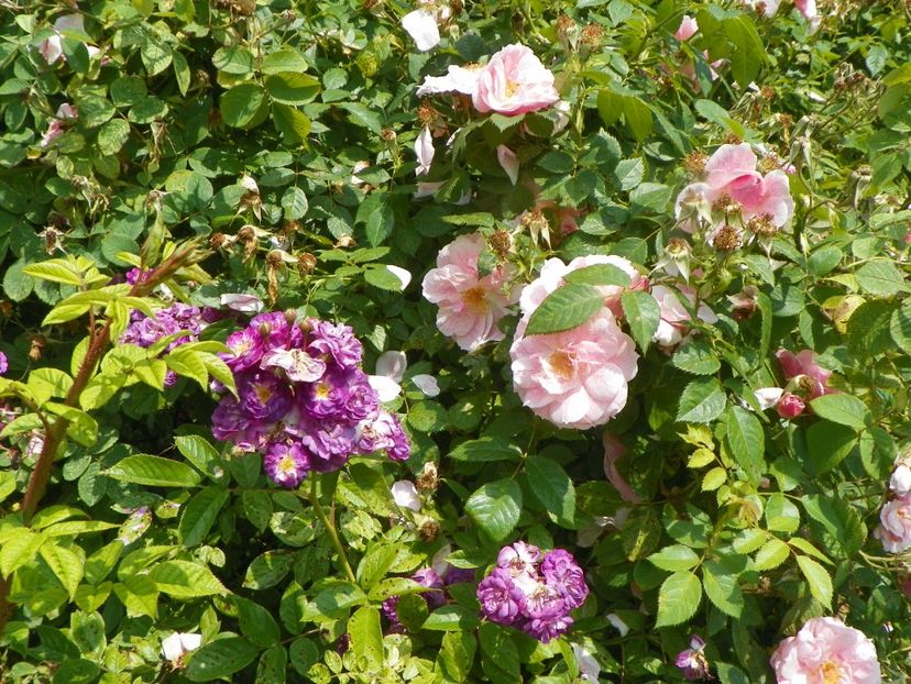 Rose Marie Viaud si Kir Royal - Trandafiri 2019 3