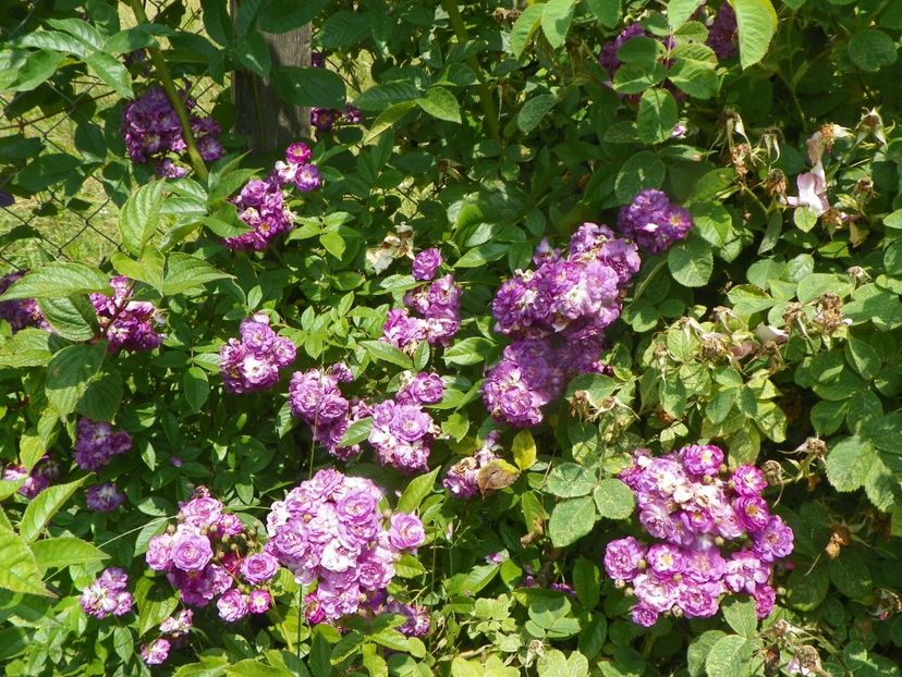 Rose Marie Viaud - Trandafiri 2019 3