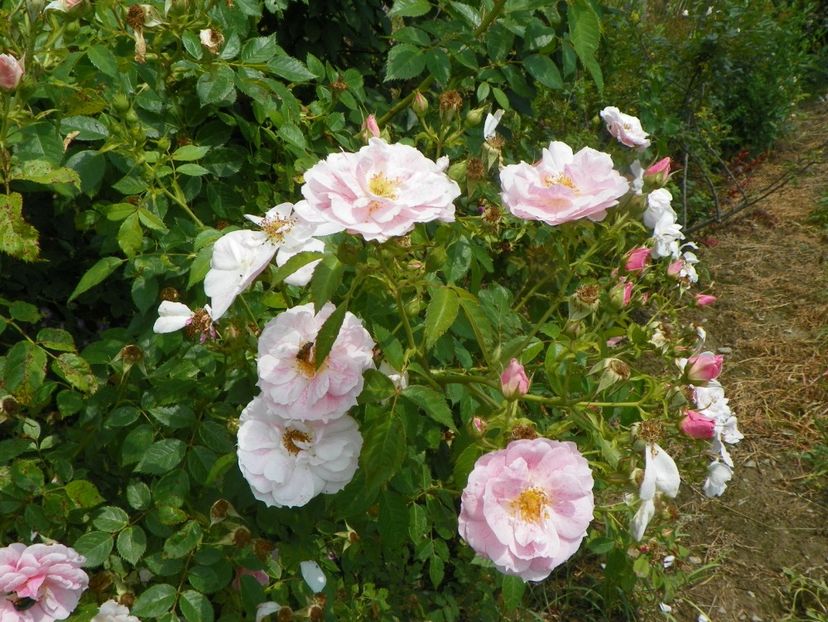 Kir Royal - Trandafiri 2019 3