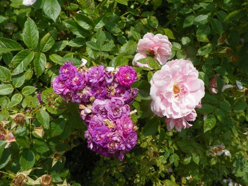 Rose Marie Viaud si Kir Royal - Trandafiri 2019 3