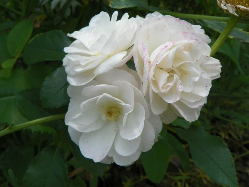 Bouquet Parfait - Trandafiri 2019 3