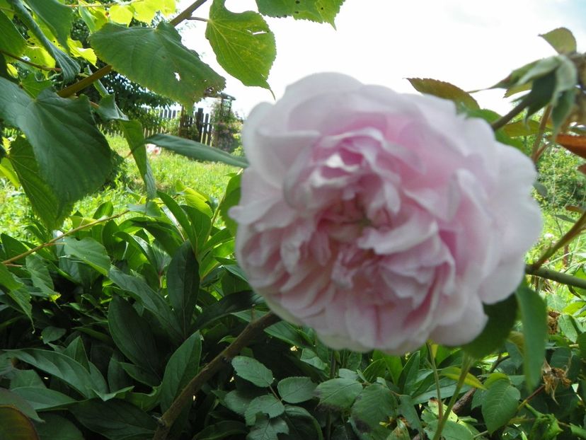 Fantin Latour - Trandafiri 2019 3