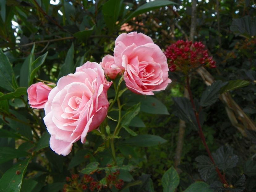 Sexy Rexy - Trandafiri 2019 3