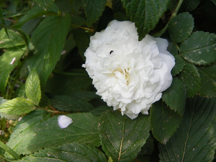 Mme. Legras de St. Germain - Trandafiri 2019 3
