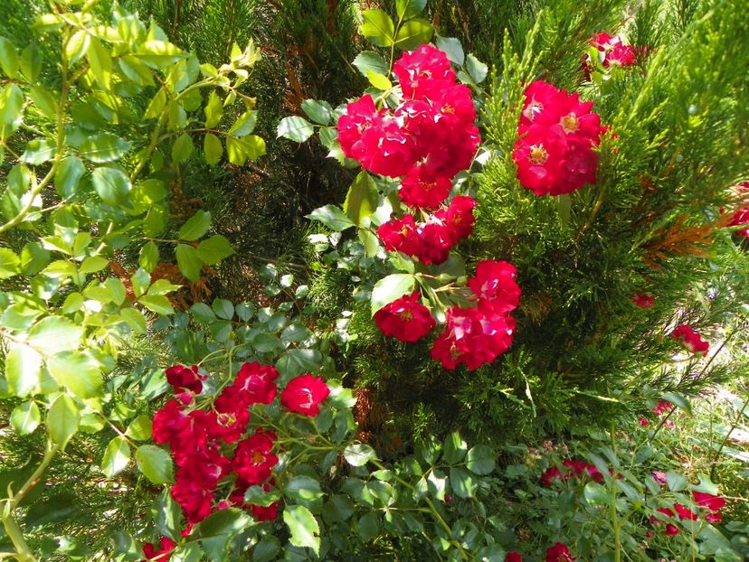 Rambling Rosie - Trandafiri 2019 3
