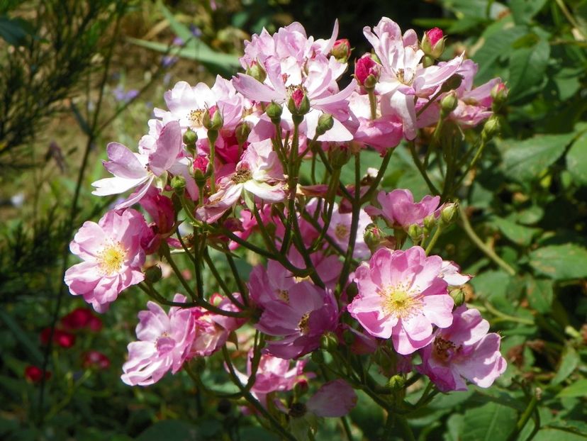 Yesterday - Trandafiri 2019 3