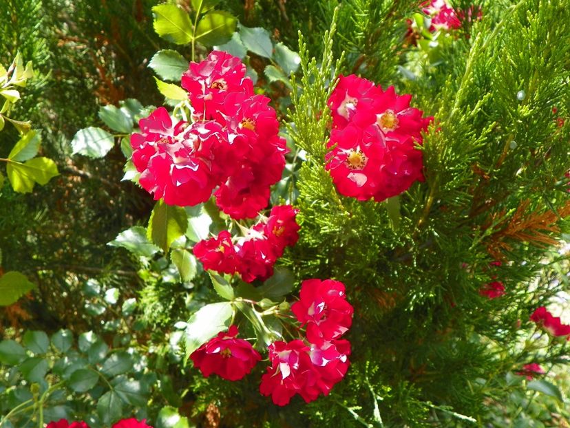 Rambling Rosie - Trandafiri 2019 3