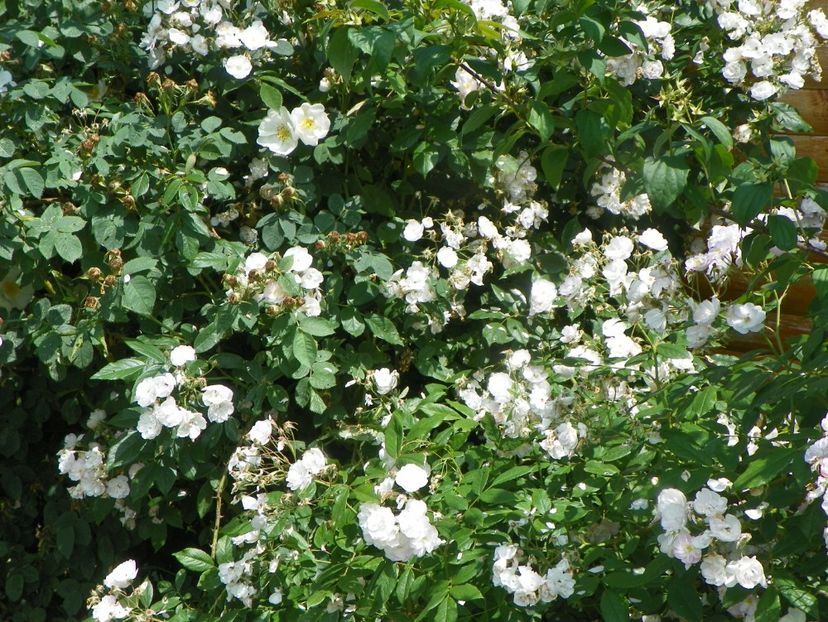 Dentelle de Malines - Trandafiri 2019 3