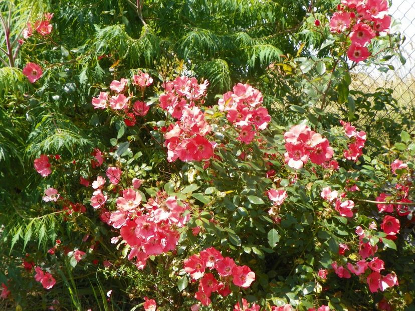 Douceur Normande - Trandafiri 2019 3