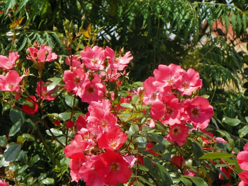 Douceur Normande - Trandafiri 2019 3