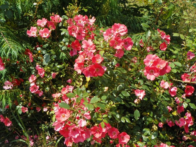 Douceur Normande - Trandafiri 2019 3