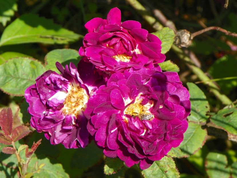 Tuscany - Trandafiri 2019 3