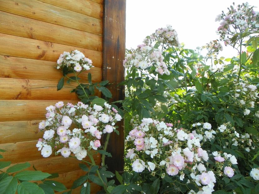 Dentelle de Malines - Trandafiri 2019 3