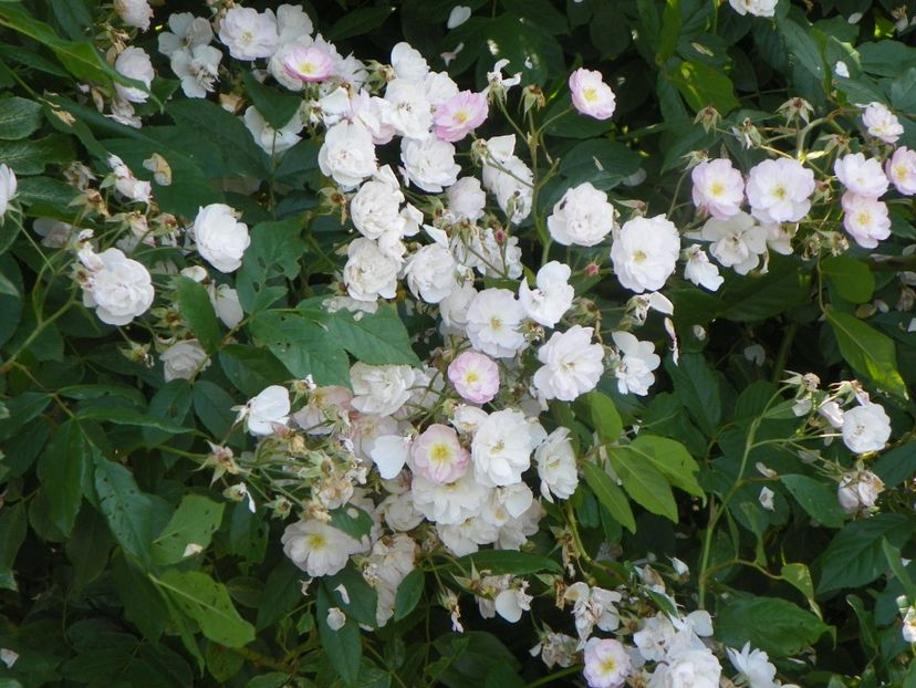 Dentelle de Malines - Trandafiri 2019 3